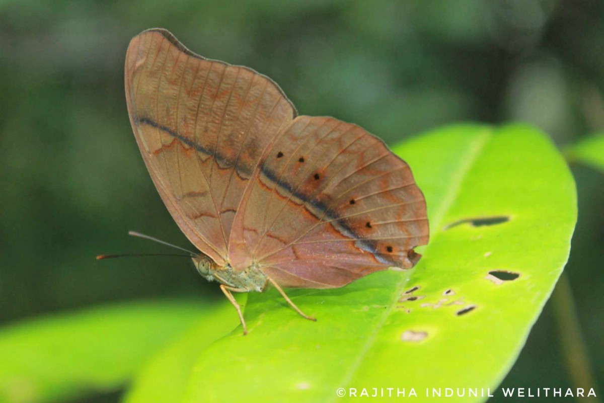 Cirrochroa thais  Fabricius, 1787